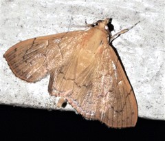 Hyalobathra crenulata