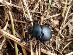 Coleoptera