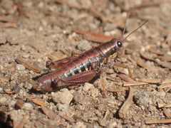 Buckellacris hispida