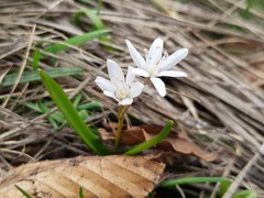 Scilla bifolia