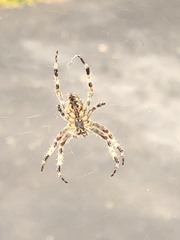 Araneus diadematus
