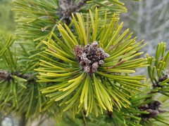 Pinus mugo