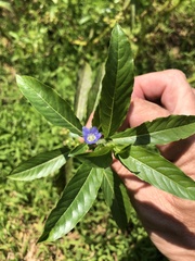 Hydrolea quadrivalvis