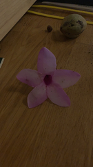 Cryptostegia grandiflora