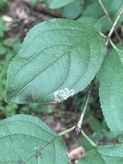 Stigmella rhamnicola