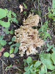 Ramaria acrisiccescens