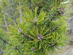 Pinus mugo