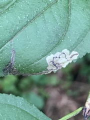 Stigmella rhamnicola