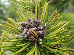 Pinus mugo
