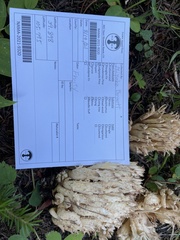 Ramaria acrisiccescens