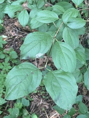Stigmella rhamnicola
