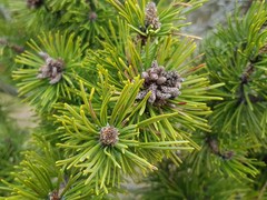 Pinus mugo