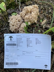 Ramaria acrisiccescens