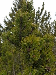 Pinus mugo