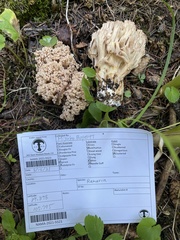 Ramaria acrisiccescens