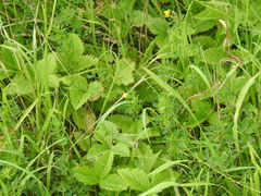 Fragaria moschata