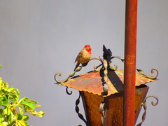 Haemorhous mexicanus