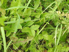 Fragaria moschata