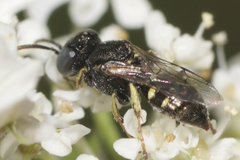 Oxybelus bipunctatus