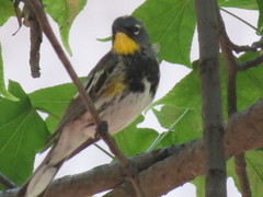 Setophaga coronata auduboni