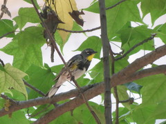 Setophaga coronata auduboni