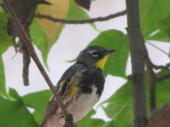 Setophaga coronata auduboni