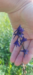 Delphinium crassifolium