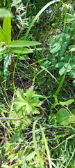 Delphinium crassifolium