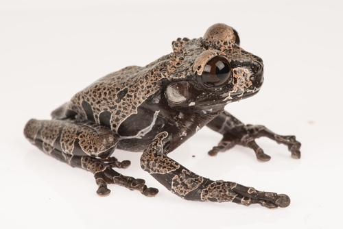 Coronated Tree Frog