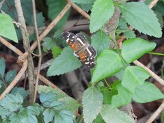 Anthanassa texana seminole