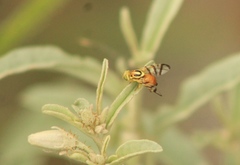 Zonosemata vittigera