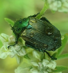 Strigoderma pimalis