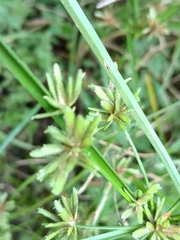 Cyperus ochraceus