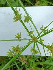 Cyperus ochraceus