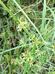 Cyperus ochraceus