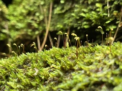 Sematophyllum demissum