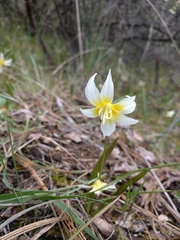 Erythronium multiscapideum