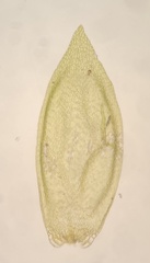 Sematophyllum demissum