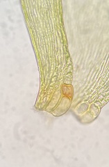 Sematophyllum demissum