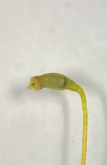 Sematophyllum demissum