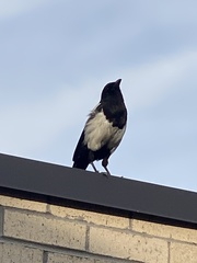 Pica hudsonia