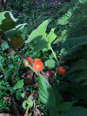 Solanum sessiliflorum