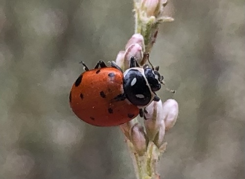 iNaturalist observation photo of Convergent Lady Beetle