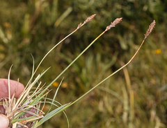 Carex idahoa