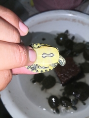 Trachemys venusta venusta