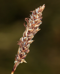 Carex idahoa