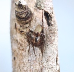 Arachnida
