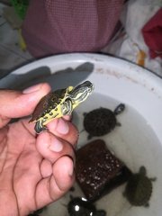 Trachemys venusta venusta