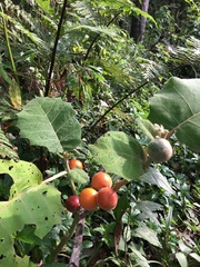 Solanum sessiliflorum