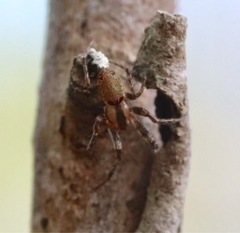 Arachnida
